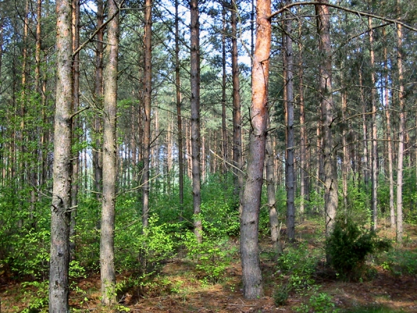 Wobec kierowanych do Starostwa Powiatowego w Nowym Mieście Lubawskim pytań o możliwość usuwania drzew w lasach bez zezwolenia, uprzejmie informujemy: